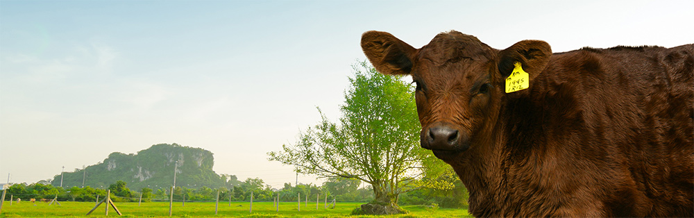 Cattle enrollment header image